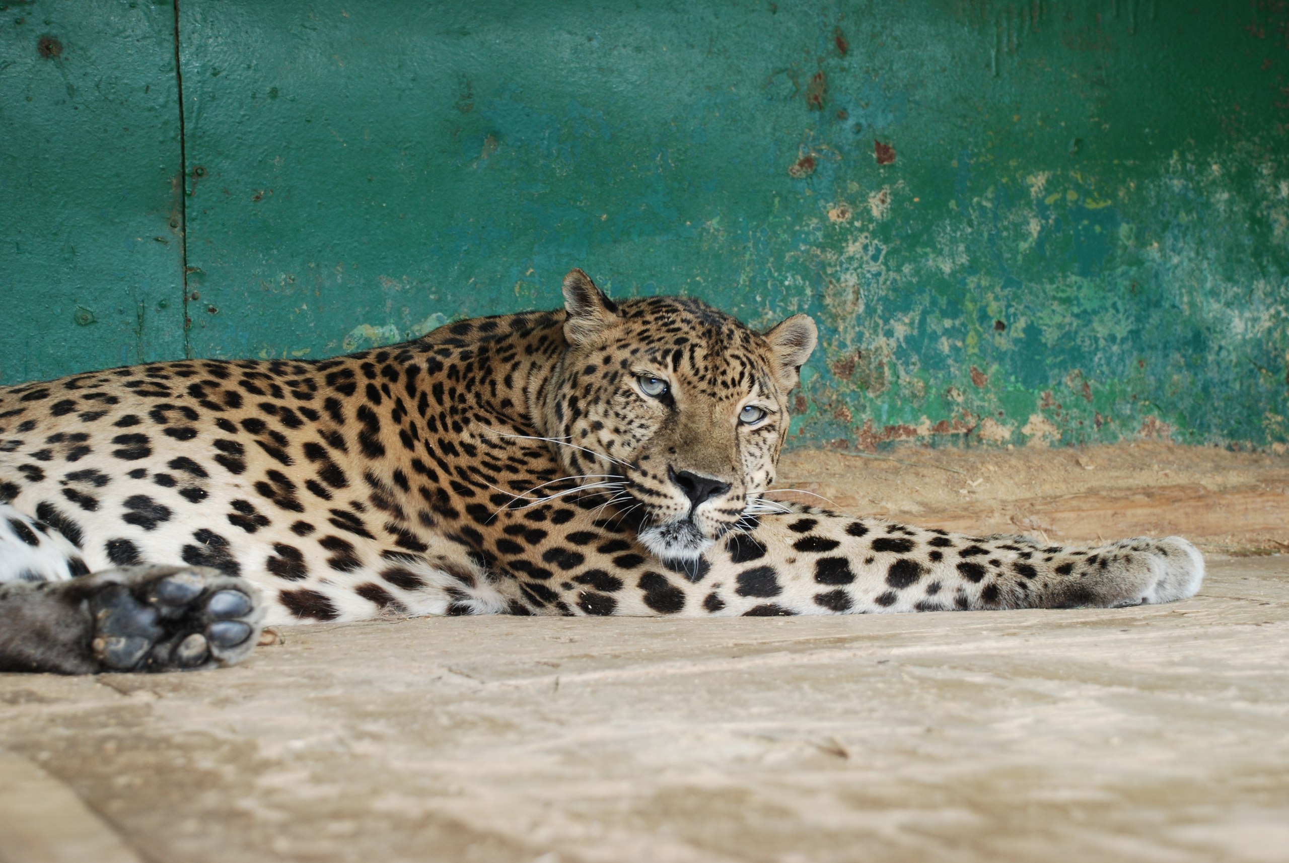 В Армавирском передвижном зоопарке родился леопард