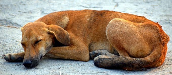 Краевые власти поддержат муниципалитеты Кубани в решении проблем с безнадзорными животными