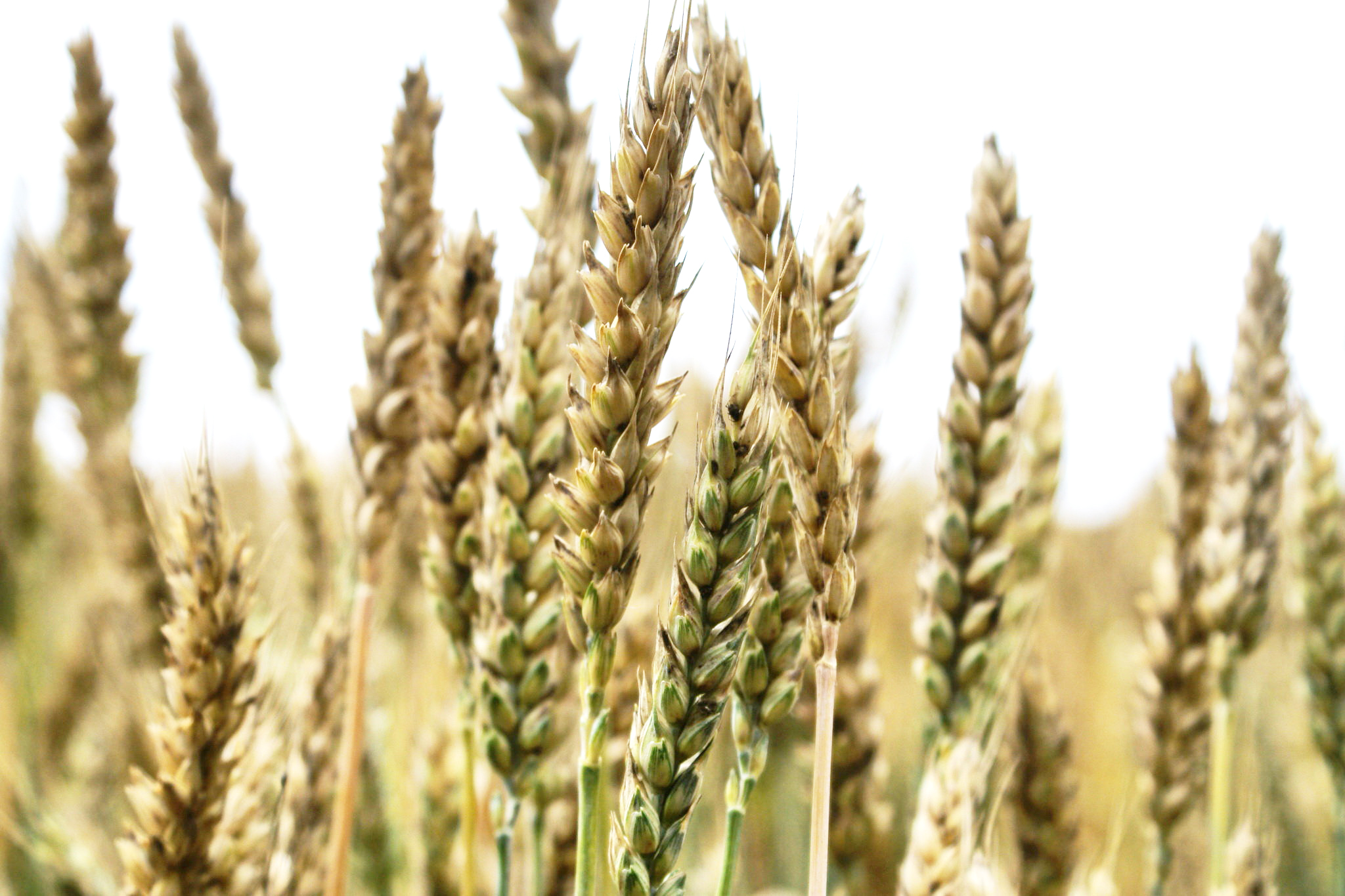 В Армавире подходит к концу уборка пшеницы