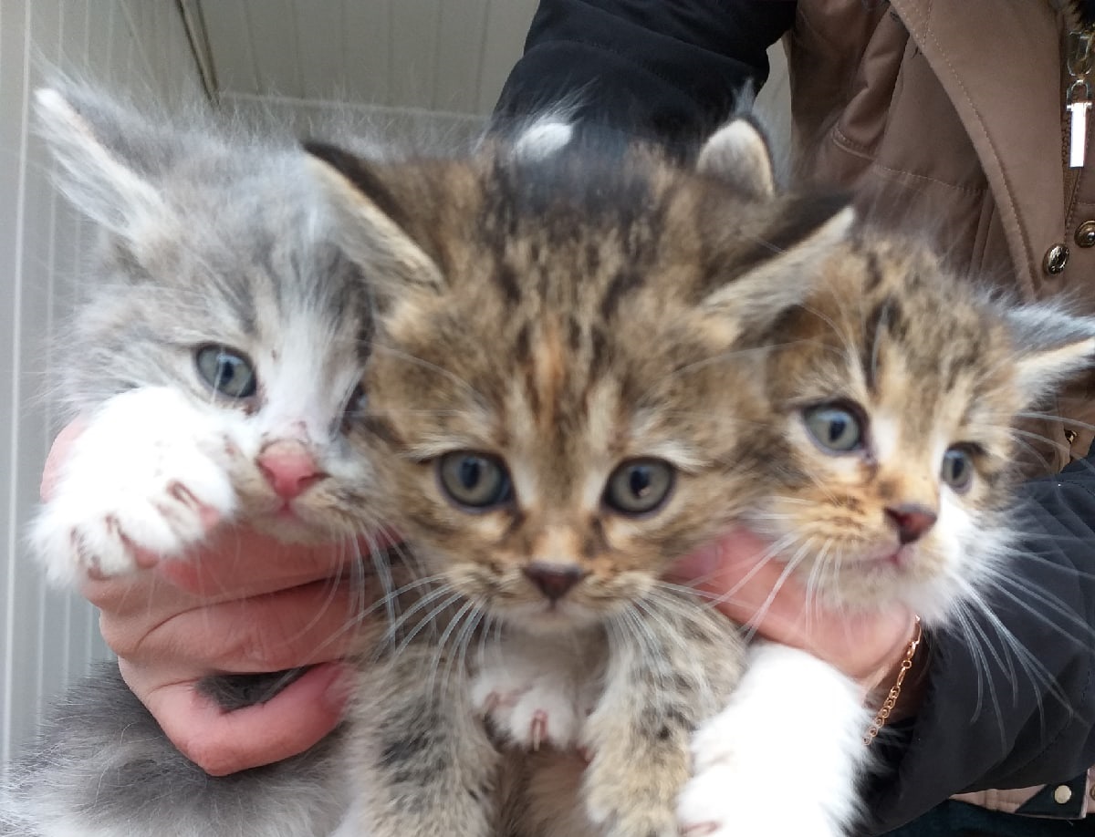 "Музейные котята" ищут хозяев в Армавире