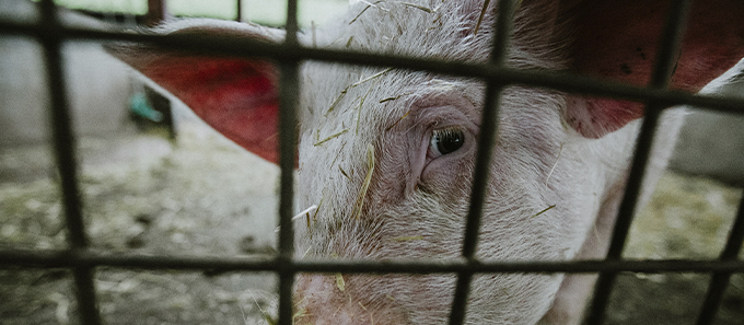 В Армавире введен ряд мер по недопущению распространения африканской чумы свиней