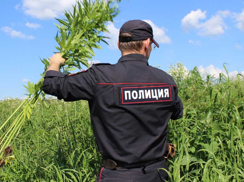 Целое поле наркосодержащих растений обнаружили полицейские в Армавире