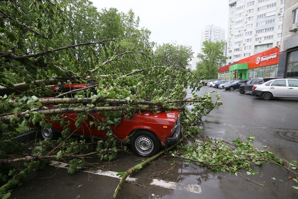 Кто должен платить за раздавленные упавшими деревьями автомобили?