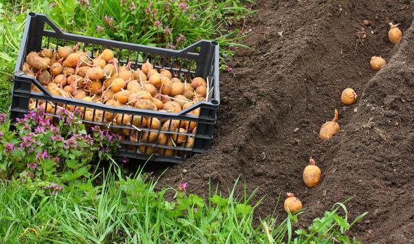 Как правильно сажать картофель на Кубани?