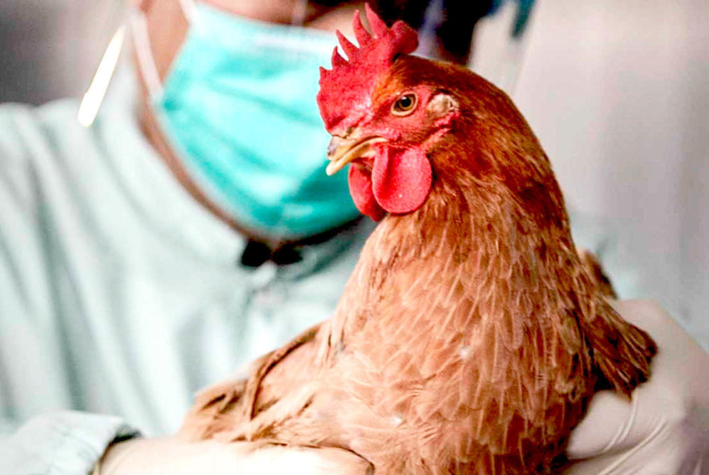 В Армавире усилен контроль за содержанием домашней птицы из-за птичьего гриппа