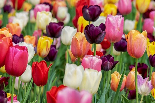 Цветочный базар. Где в Армавире купить цветы к 8 марта?