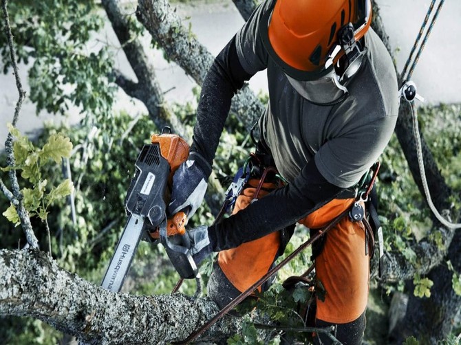 Почти 4 миллиона рублей составил ущерб от несанкционированной обрезки деревьев в Армавире