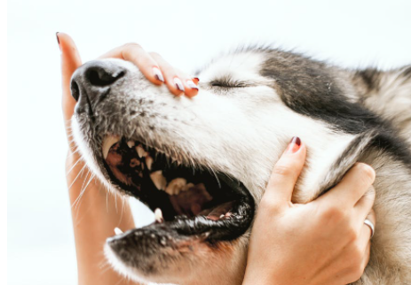 Ветуправление Армавира советует привить домашних животных после случая укуса собакой