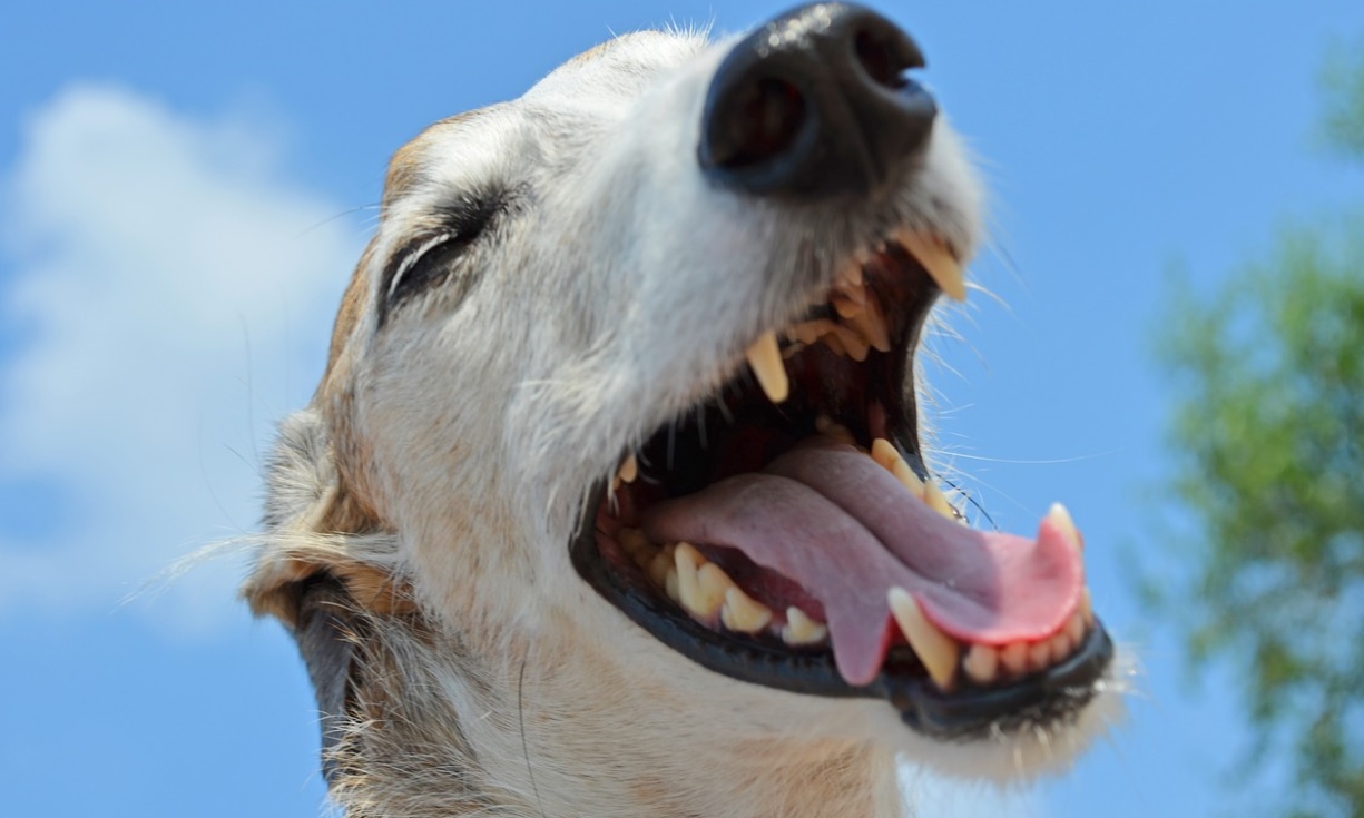 Армавирцам рекомендуют привить домашних животных из-за новых случаев укуса собаками