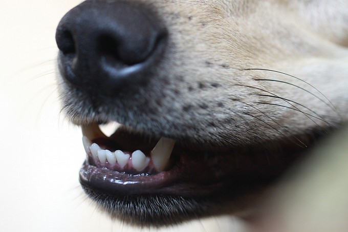 В Армавире владельцев собак призывают соблюдать ветеринарные правила