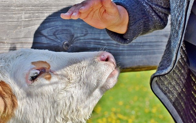 Санитарная экспертиза молока и молочной продукции будет проводиться по новым ветеринарным правилам