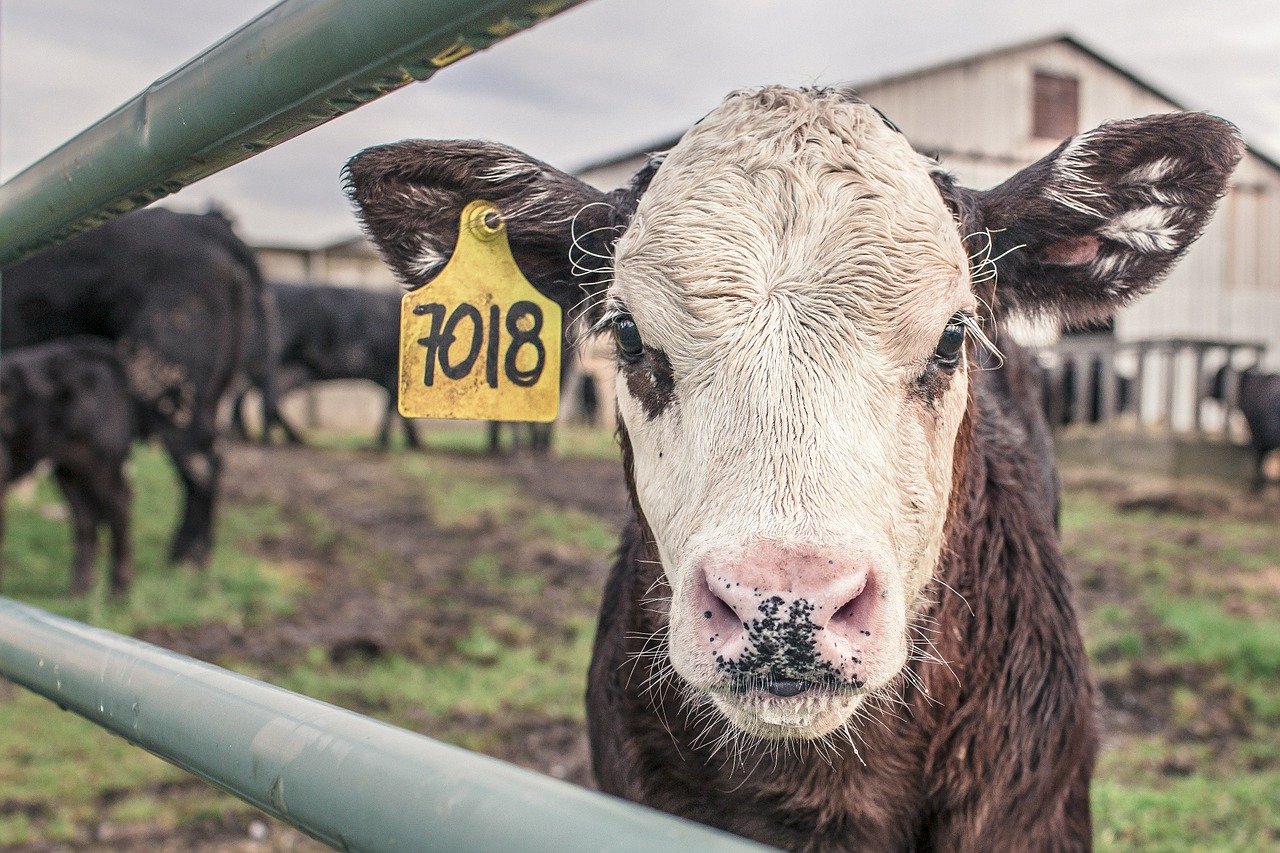 Армавирские ветеринары озабочены ростом числа коров, инфицированных лейкозом