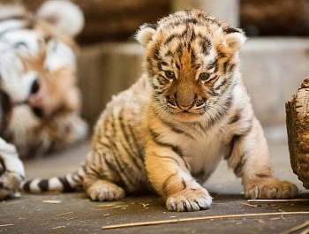 В Армавирском передвижном зоопарке появились на свет тигренок и детеныш пумы