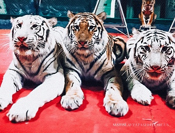Информация о голодных животных цирка, гастролирующего в Армавире, оказалась фейком