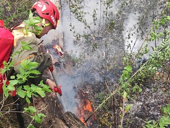 Лесной пожар в поселке Прикубанском локализован. ФОТО